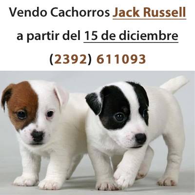 Cachorros Jack Russell